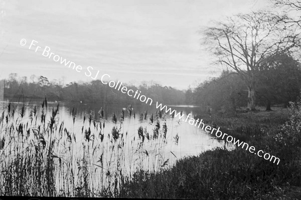 WINTER REEDS BY THE LAKE